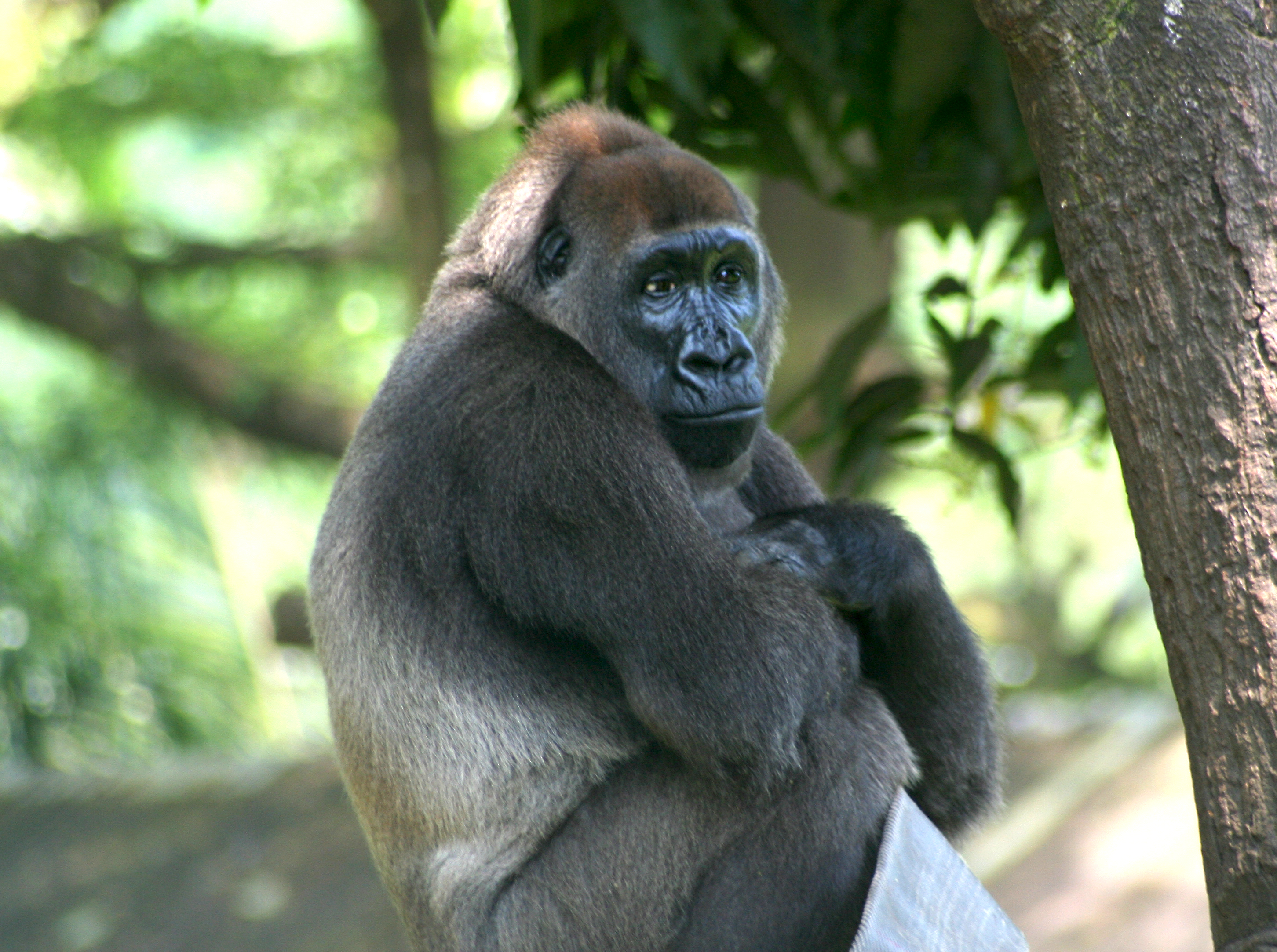 close-up of a cross river gorilla