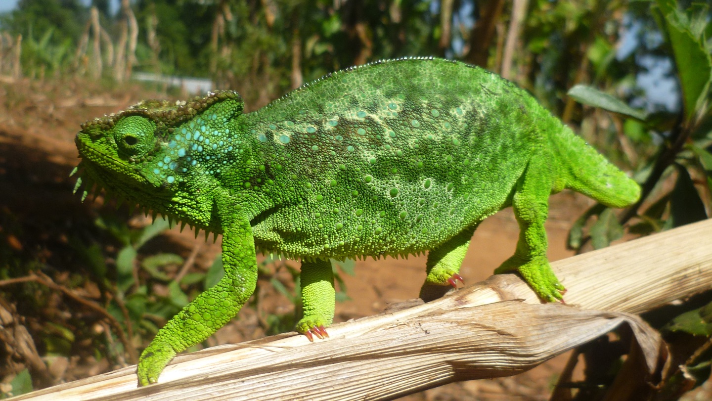 Photo of chameleon.